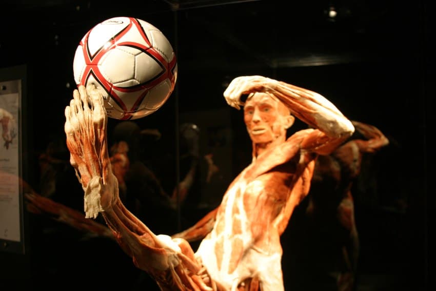 2009_body_worlds_human_plastination_exhibit_IMG_9662 gunther von hagen body worlds human plastination exhibit with soccer player at san diego natural history museum