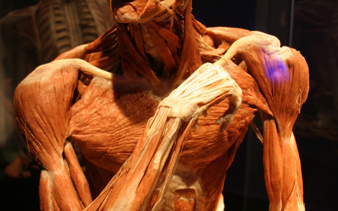 plastination san diego natural history museum gunther von hagen body worlds