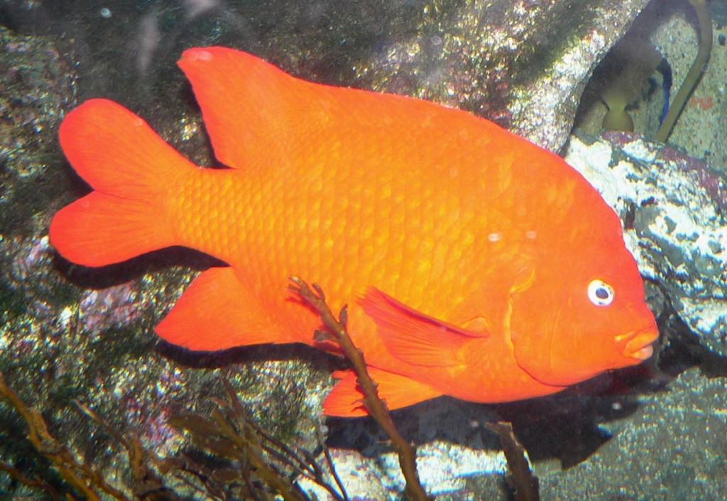 garibaldi la jolla panasonic lumix camera