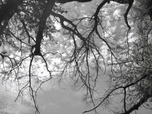 lyons valley desert hike tree branches sky