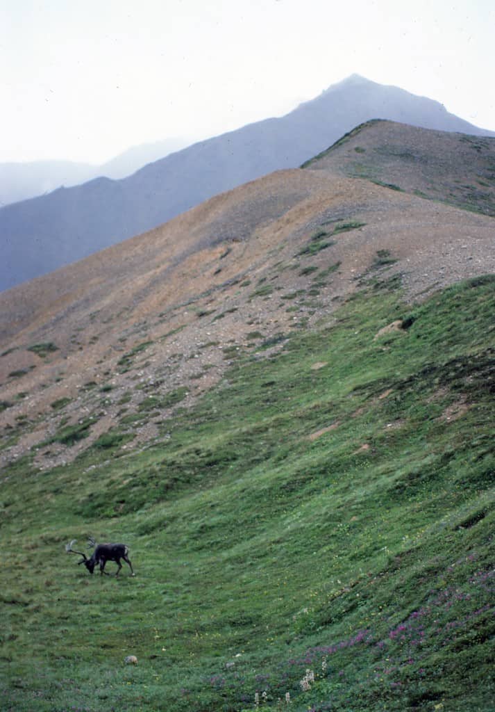 caribou denali alaska wonder lake