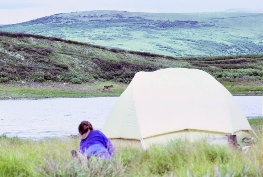 patty mooney denali tent caribou