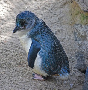 Fairy Penguins Phillip Island Australia