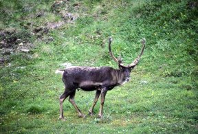 Caribou at DeNali, Alaska