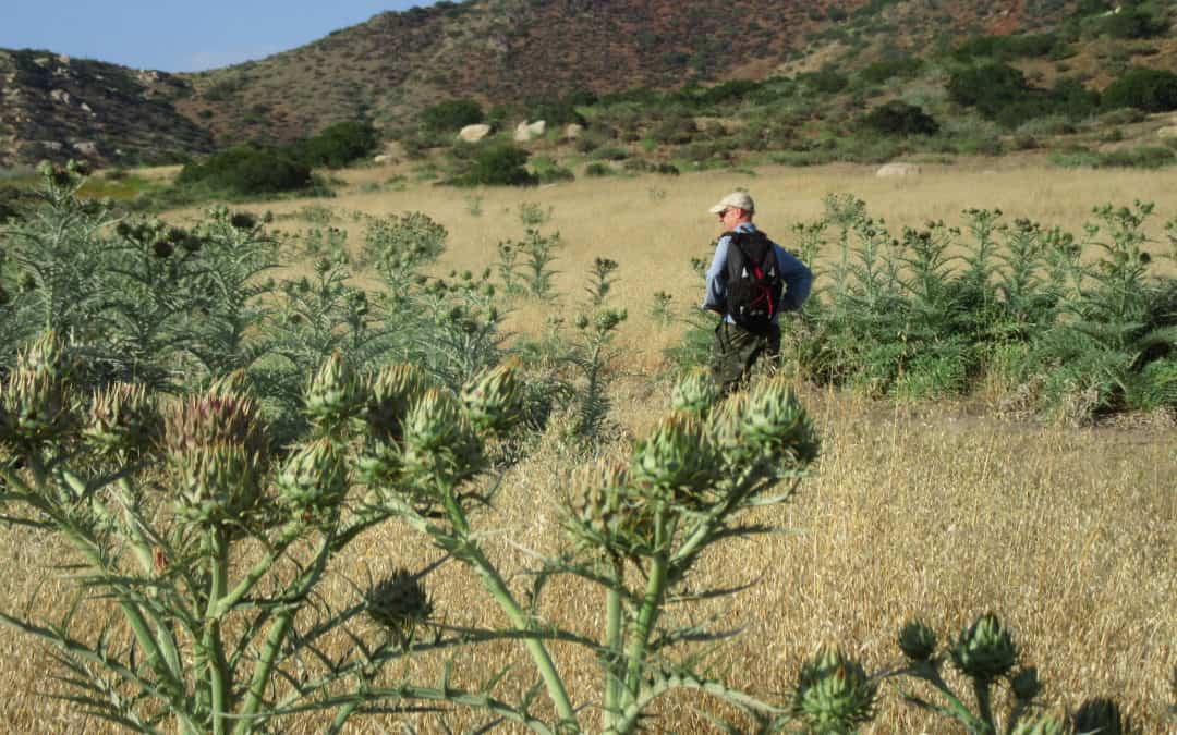 Wild Artichokes