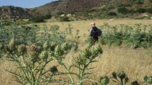 Wild artichokes