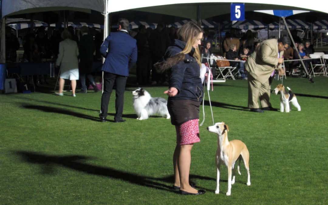 Dog Show