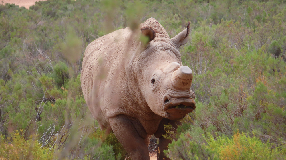 rhinoceros, south africa, safari