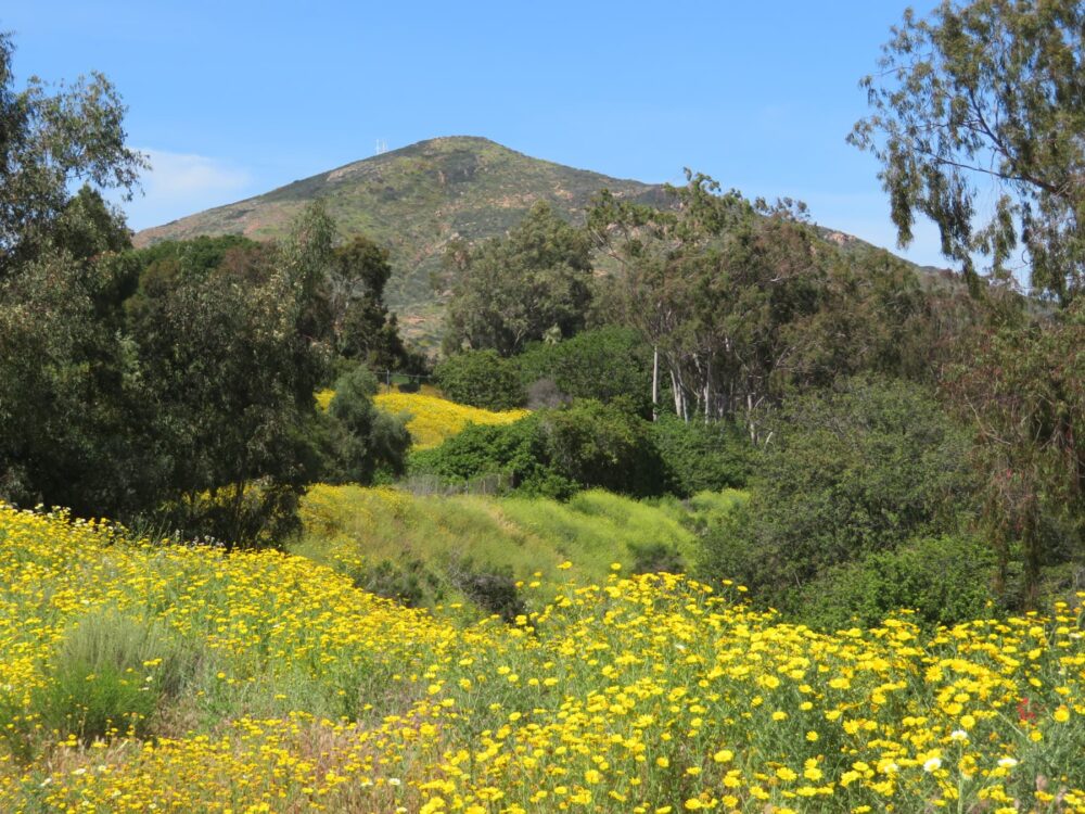 Cowles Mountain Super Bloom Award Winning Photo by Patty Mooney