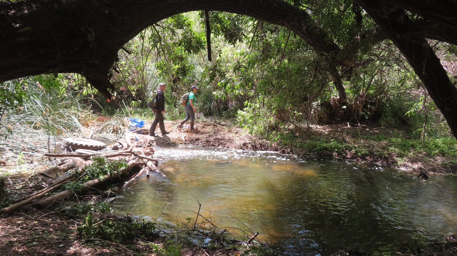 San Diego River Park Foundation staff walking beside the San Diego River under an arching tree